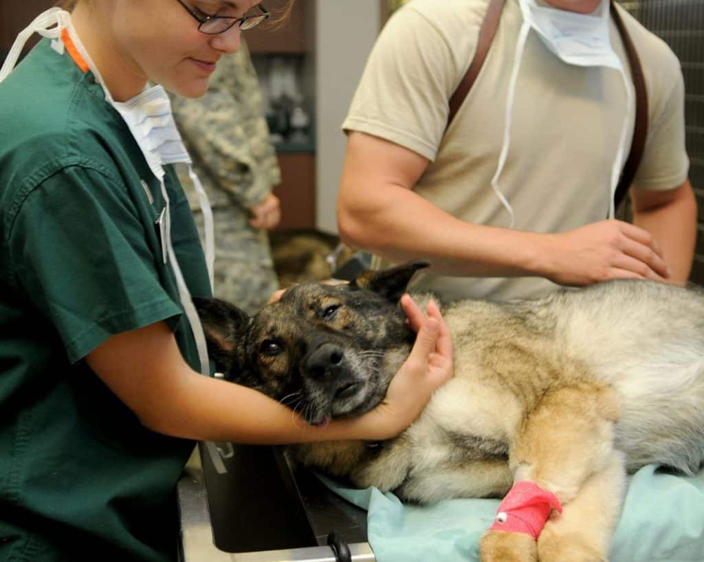 בדיקה רפואית לכלבים