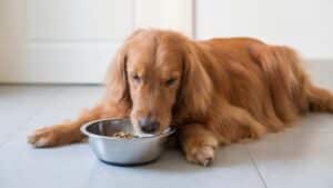 מזון תרופתי לכלבים