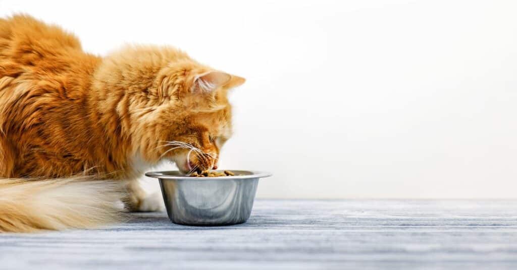 מזון איכותי לחתולים